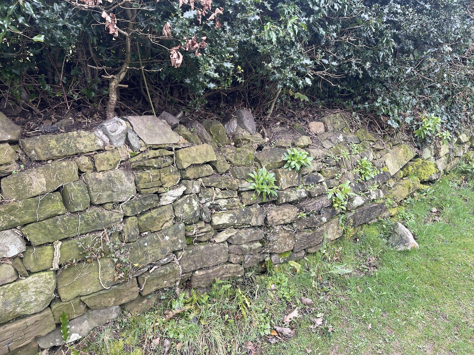 The old wall, overgrown and in poor repair, before the work